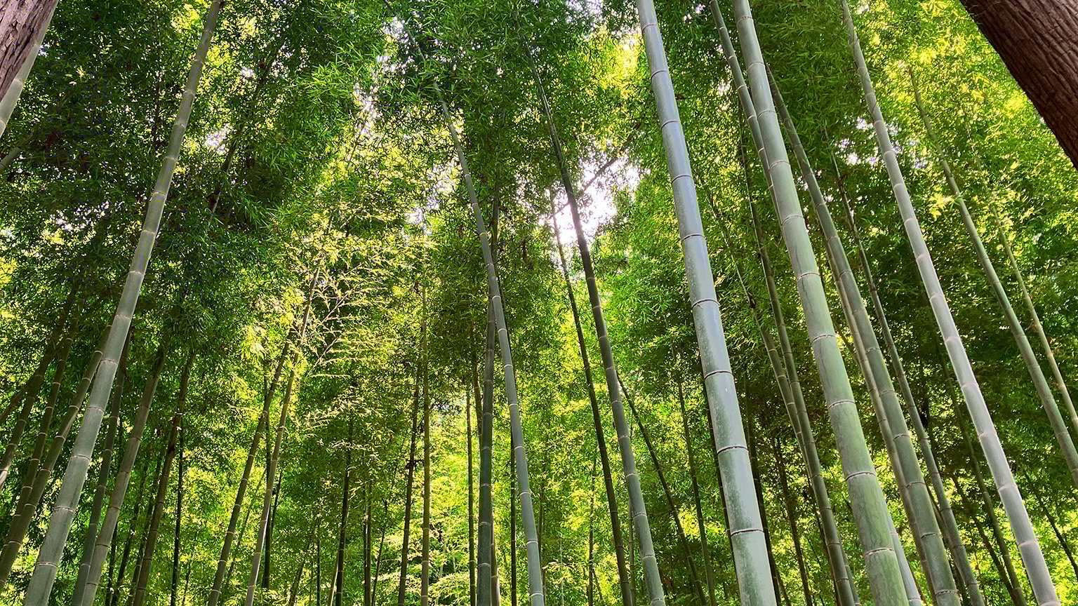 偕楽園の孟宗竹林の写真