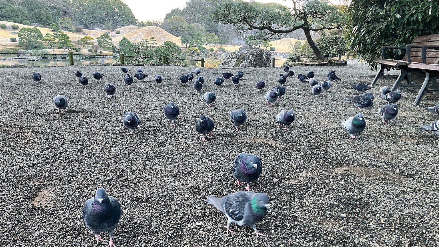 水前寺成趣園のハトの写真