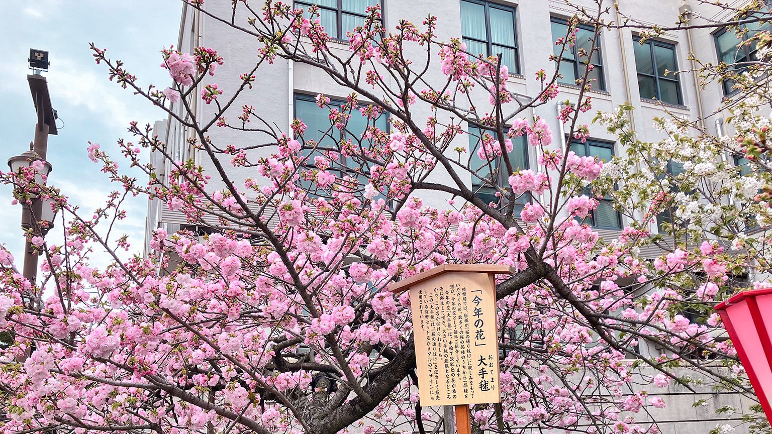 造幣局の桜の通り抜けの写真