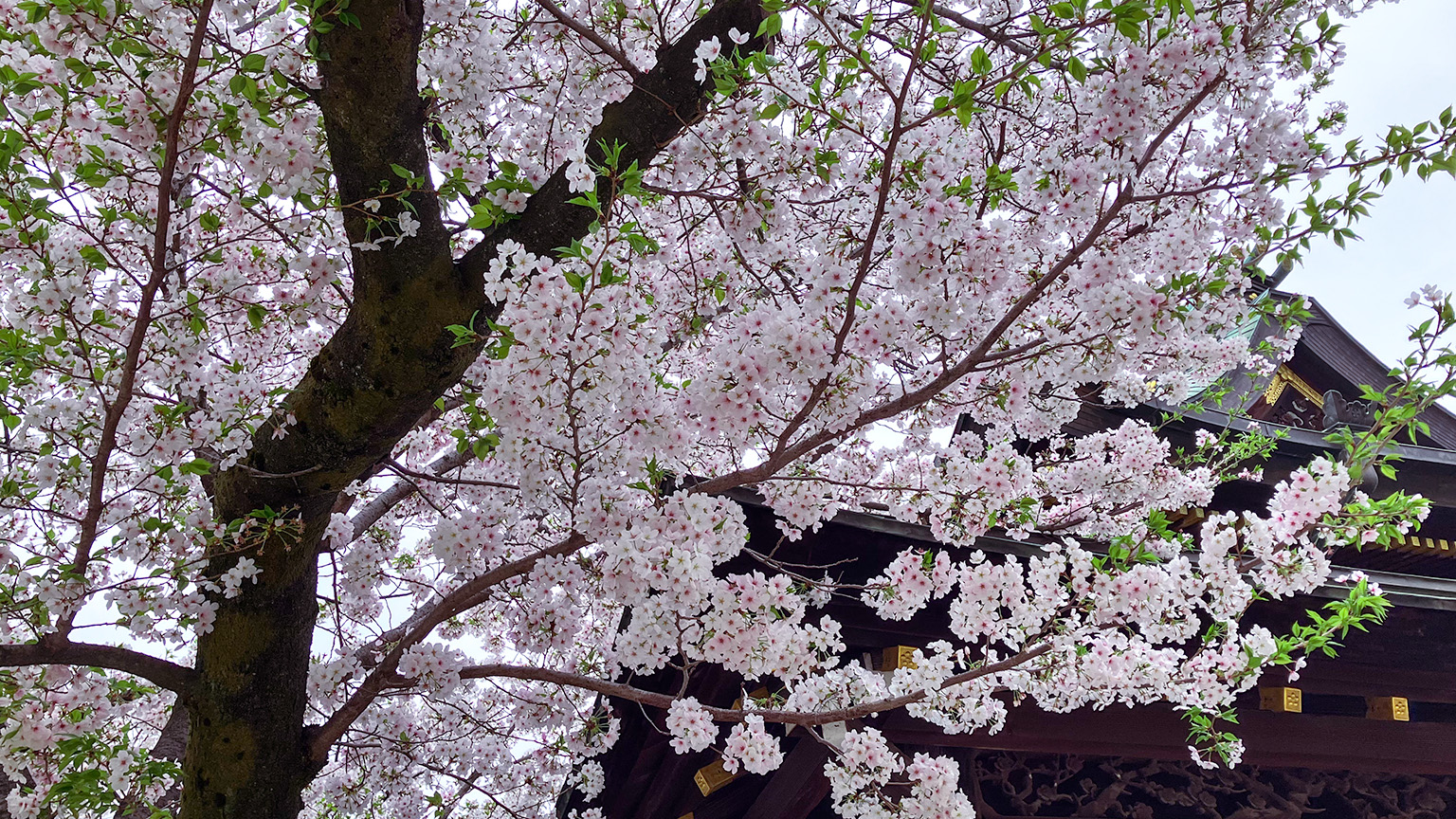 大阪天満宮の桜の写真