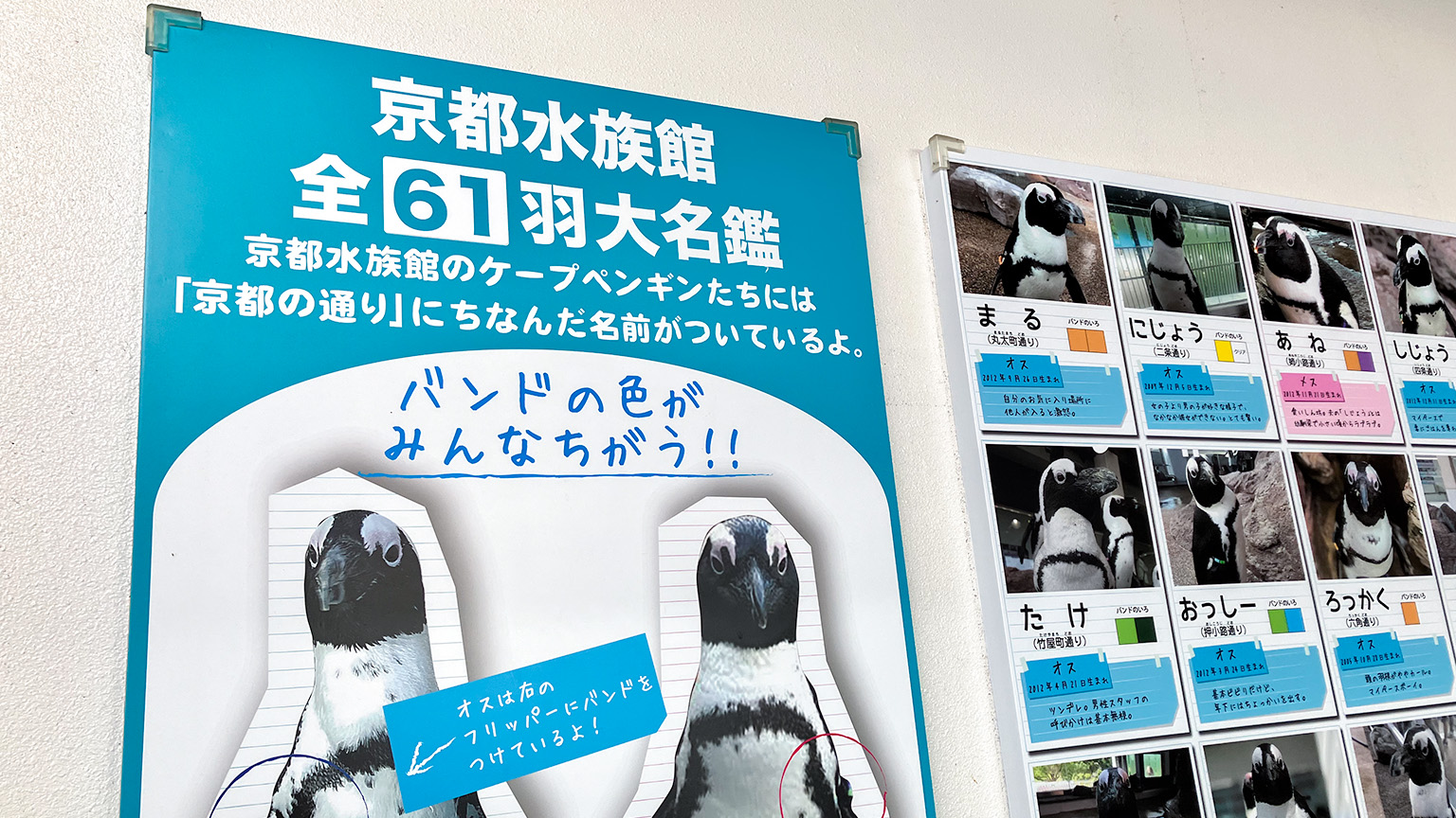 京都水族館のペンギン大名鑑の写真
