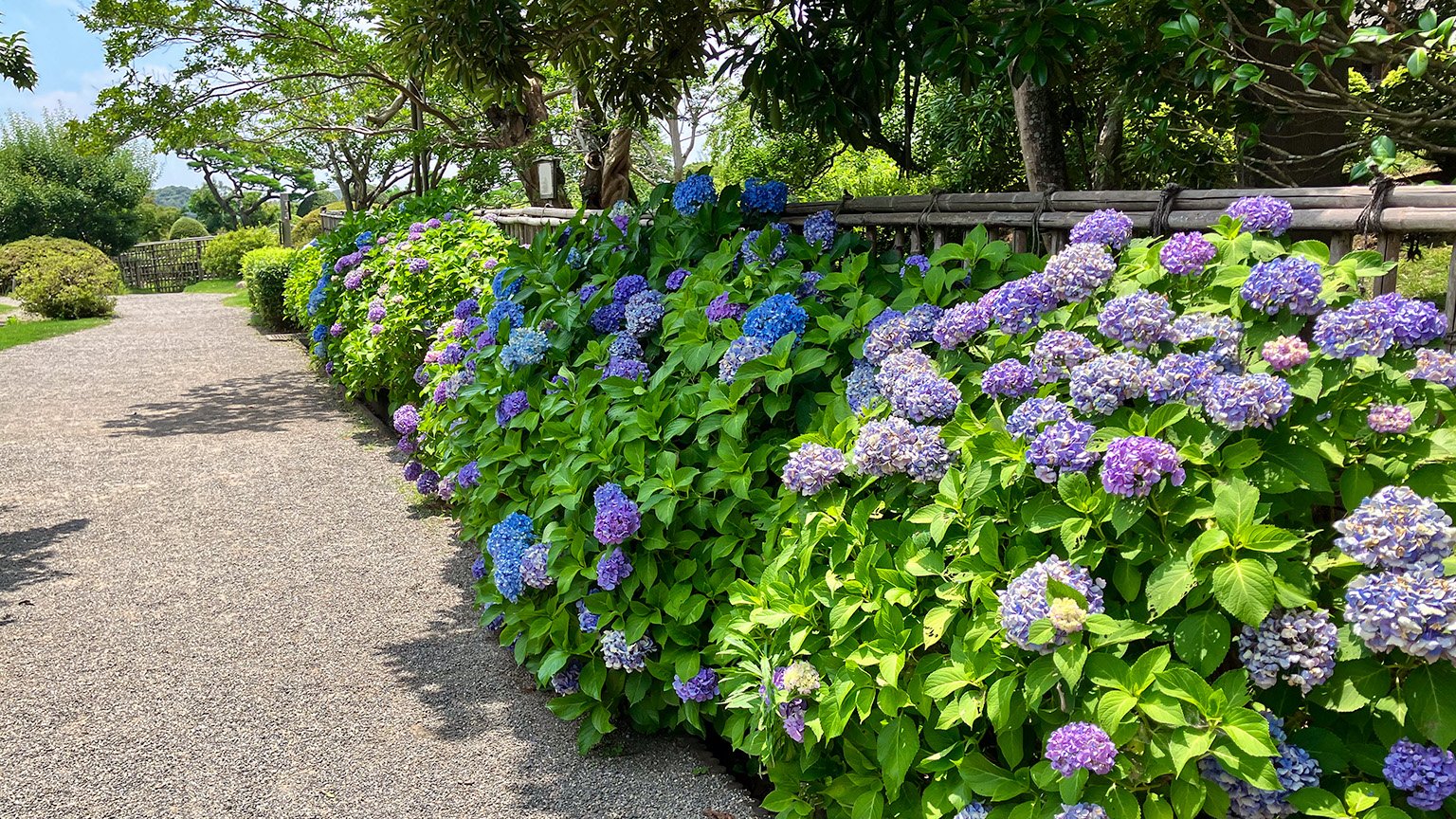 偕楽園の見晴広場近くの紫陽花の写真