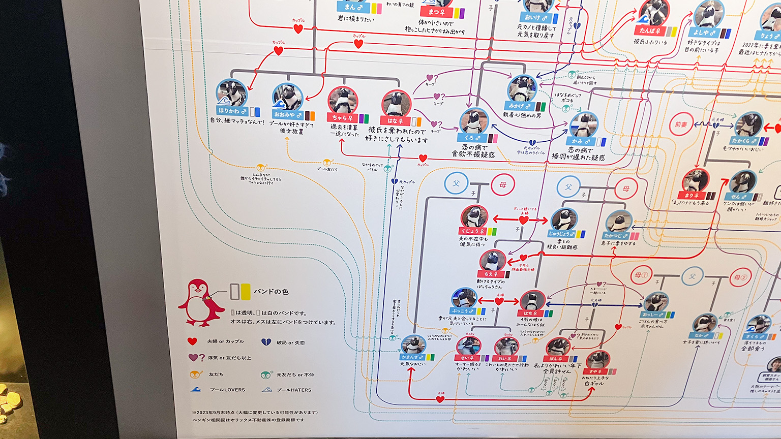 京都水族館のペンギン相関図の写真