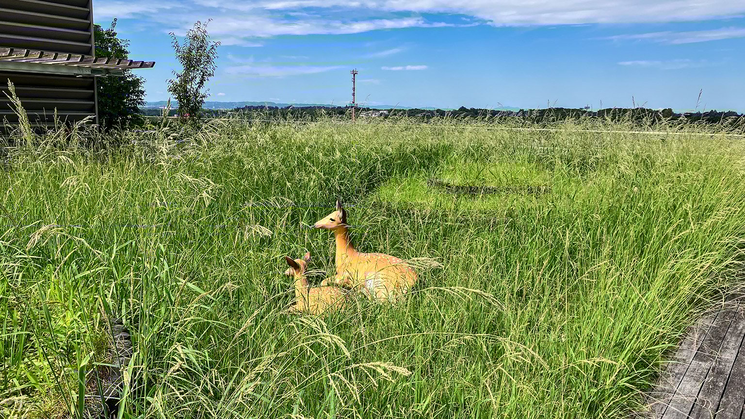 奈良県庁屋上展望台の鹿の写真