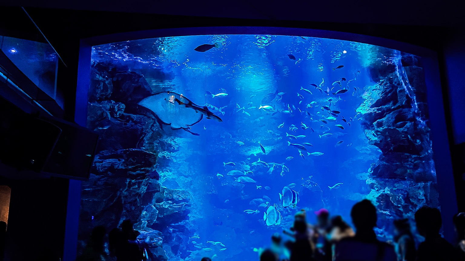 京都水族館の京の海エリアの写真