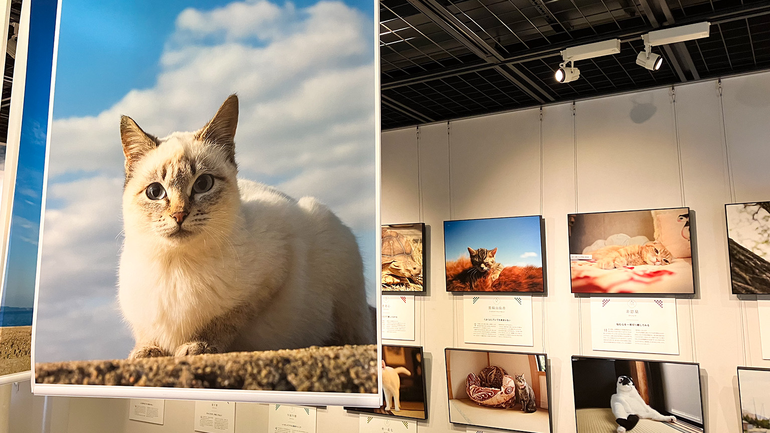 「飛び猫」写真展の写真