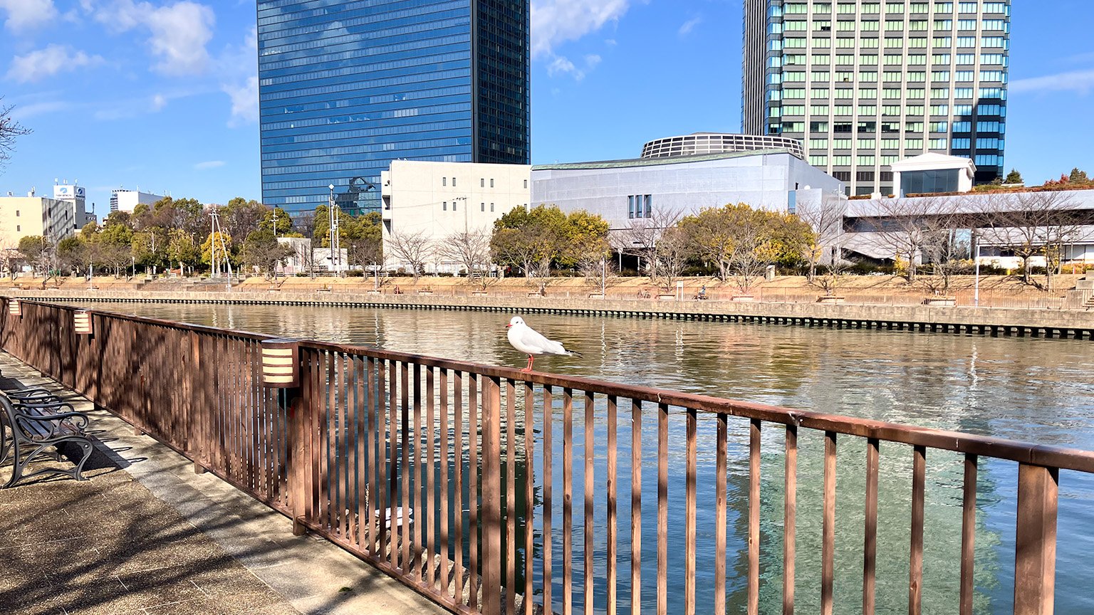 大阪城公園の第二寝屋川沿いの景色と白い鳥の写真