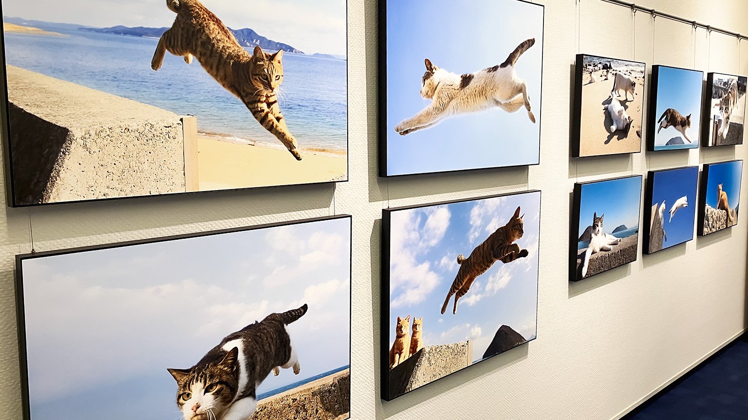 飛び猫写真展の展示の写真