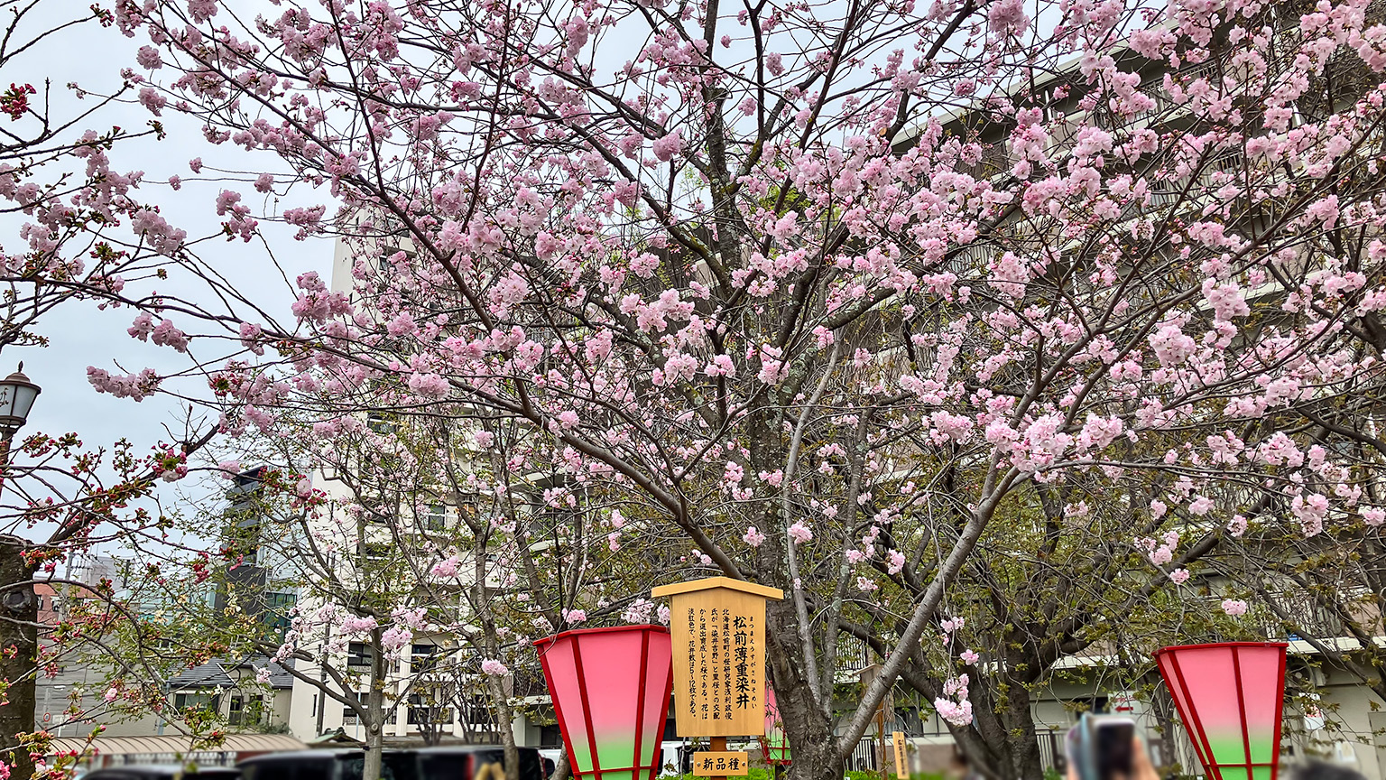 造幣局の桜の通り抜けの写真