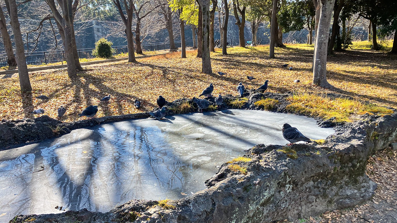 大阪城公園内の水辺に群がる鳩っぽい鳥の写真