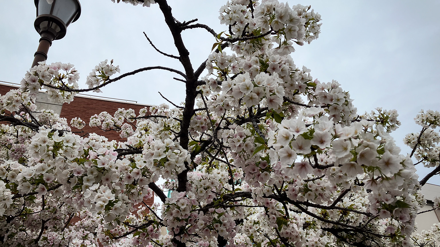 造幣局の桜の通り抜けの写真