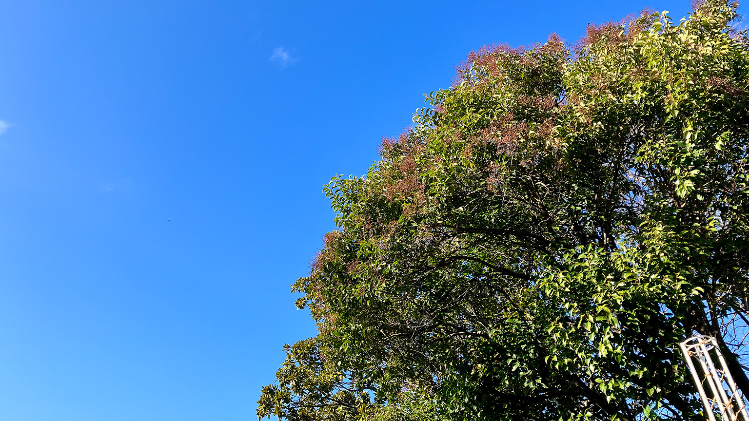 長居植物園の青空の写真