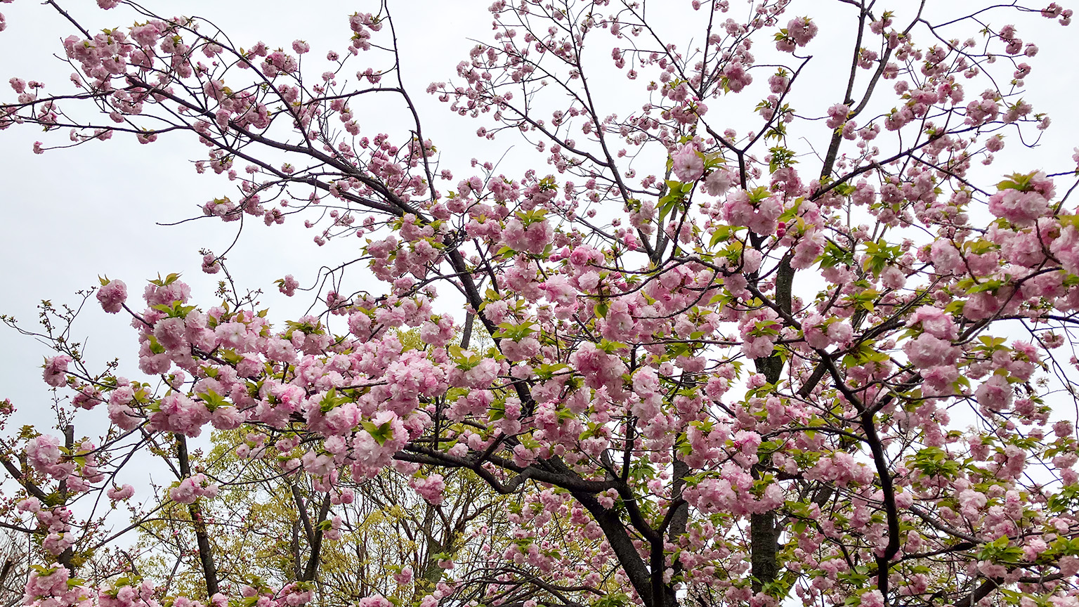 造幣局の桜の通り抜けの写真