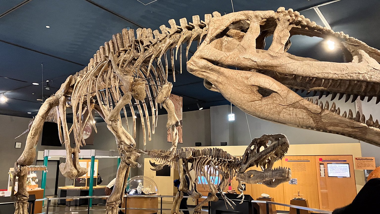名古屋市科学館のマプサウルス復元骨格の展示の写真