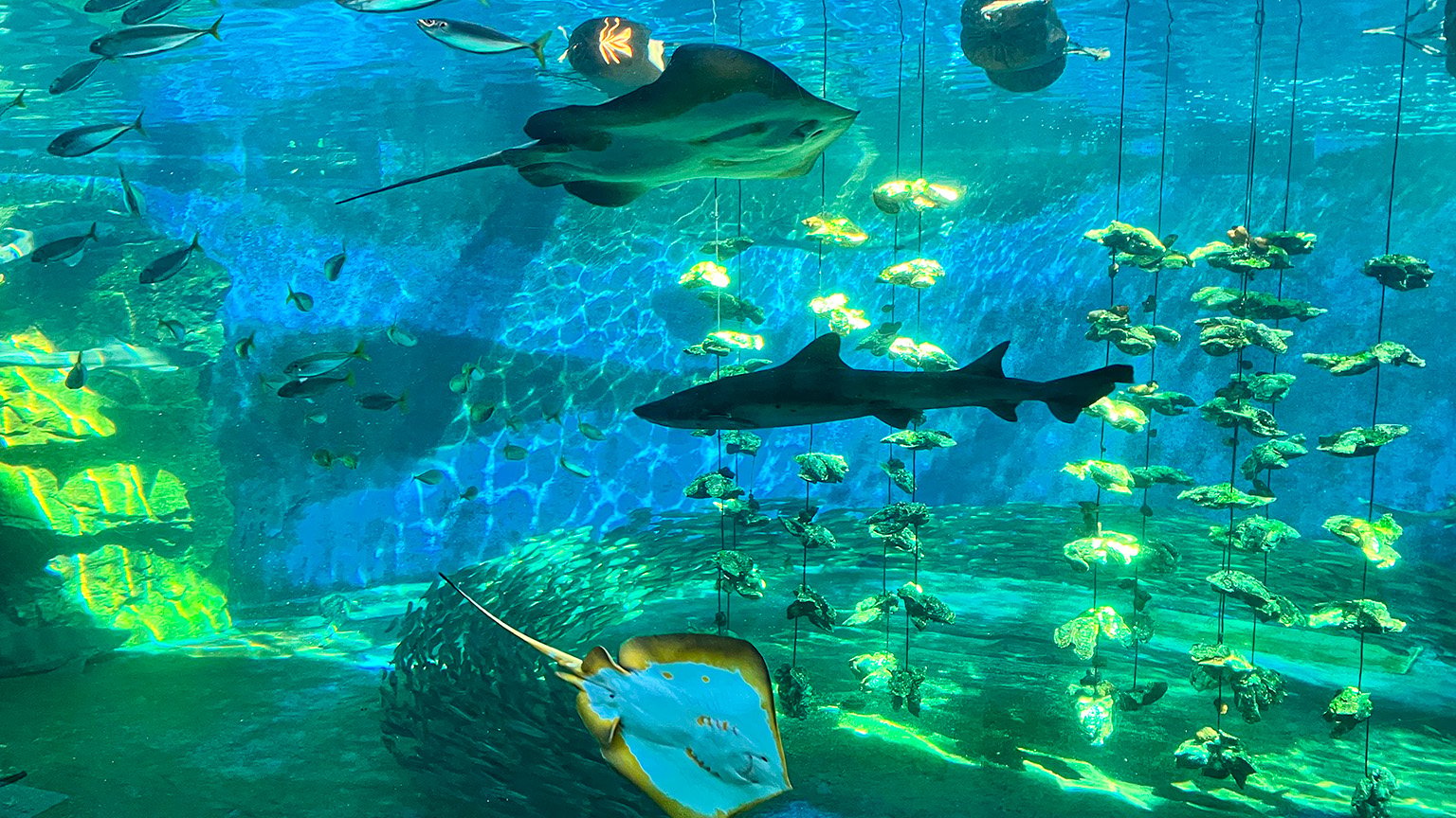 姫路市立水族館本館の展示の写真