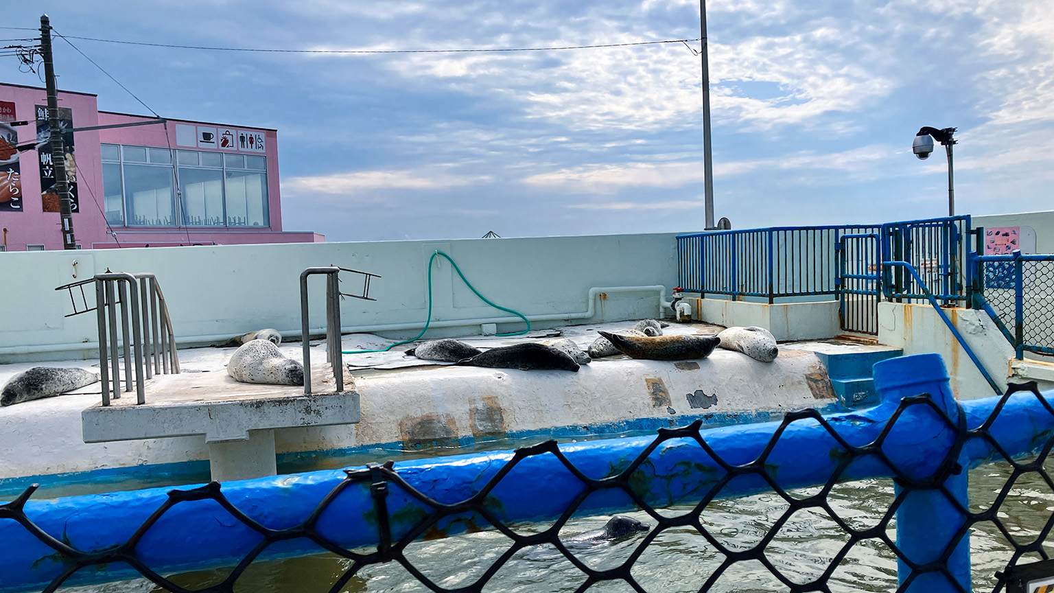 ノシャップ寒流水族館の写真