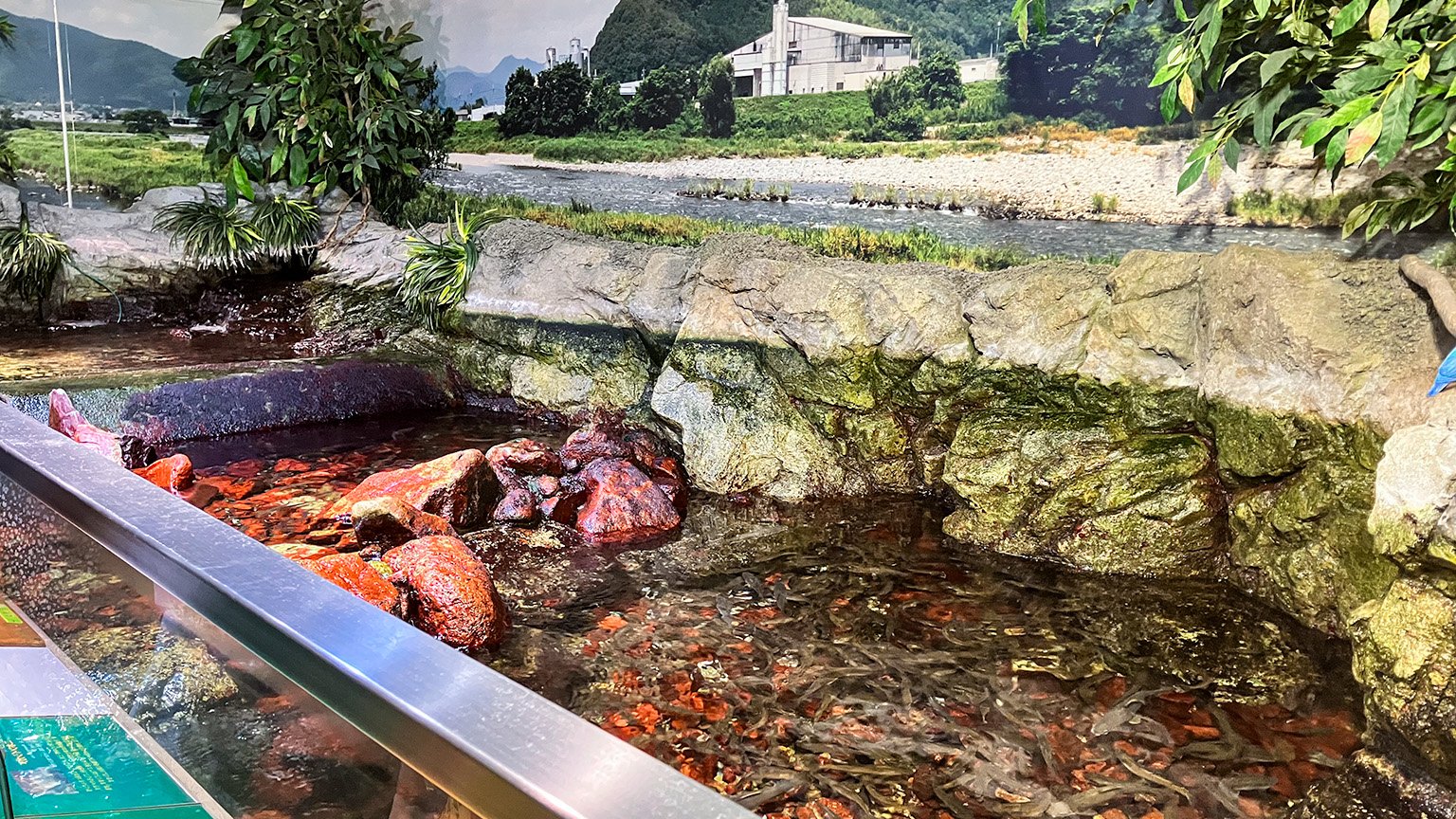 姫路市立水族館新館の展示の写真