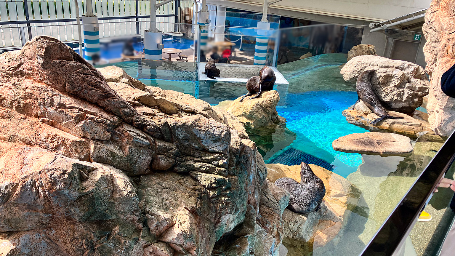 京都水族館のオットセイやアザラシのエリアの写真