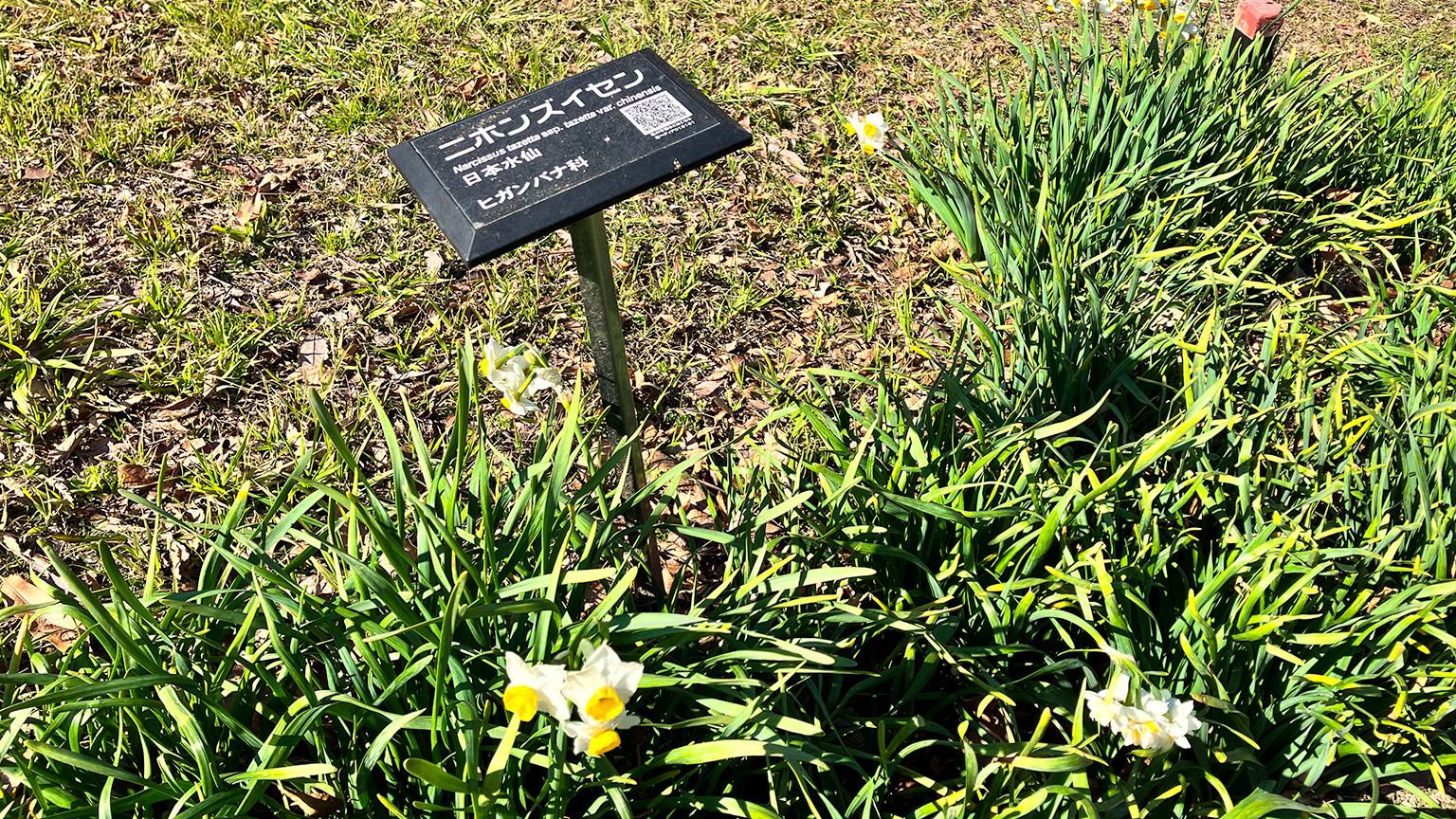 長居植物園のニホンズイセンの写真