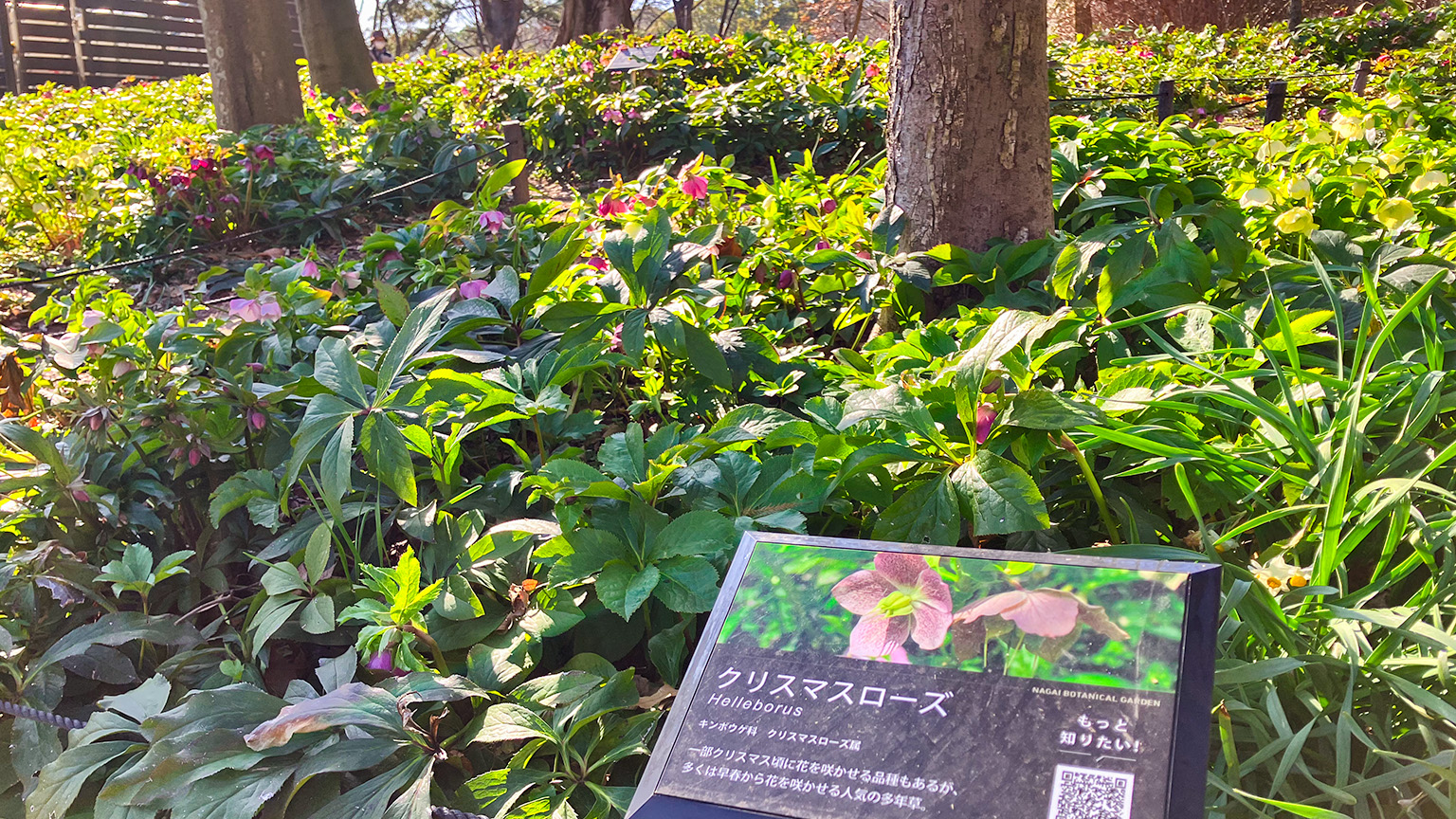 長居植物園のクリスマスローズの写真