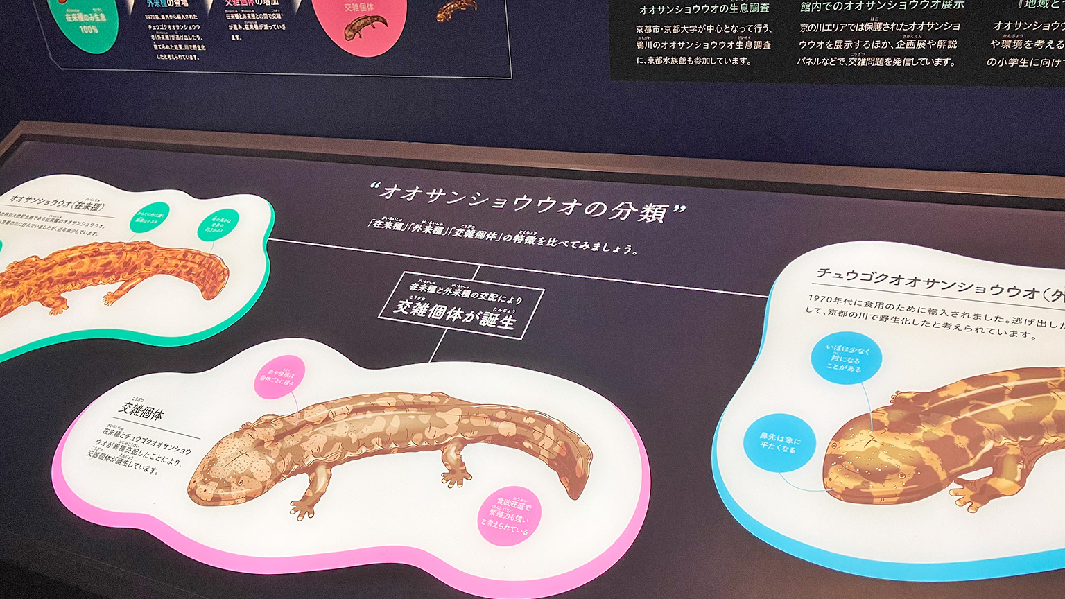 京都水族館のオオサンショウウオについての展示の写真
