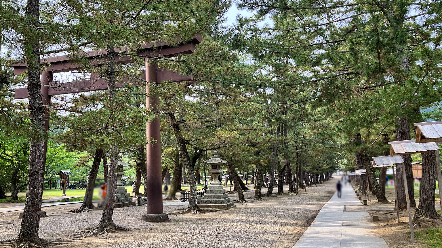 出雲大社の松の参道の写真