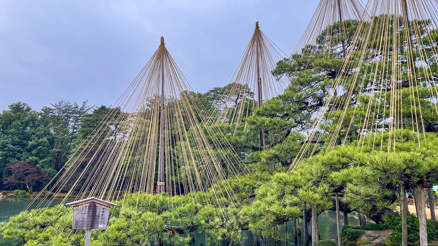 兼六園の雪吊りが施された唐崎松の写真