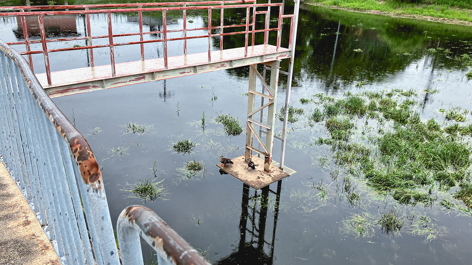 池っぽい場所にいた鳥の写真