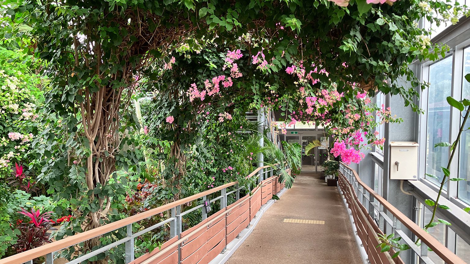 宮交ボタニックガーデン青島の大温室内の写真