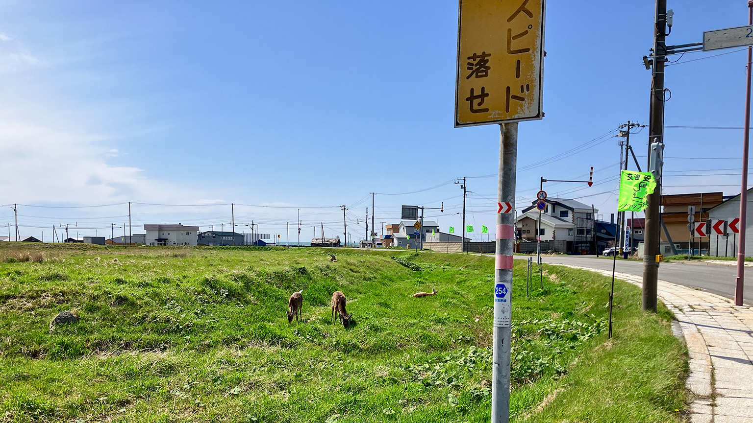 バス停付近のシカの写真