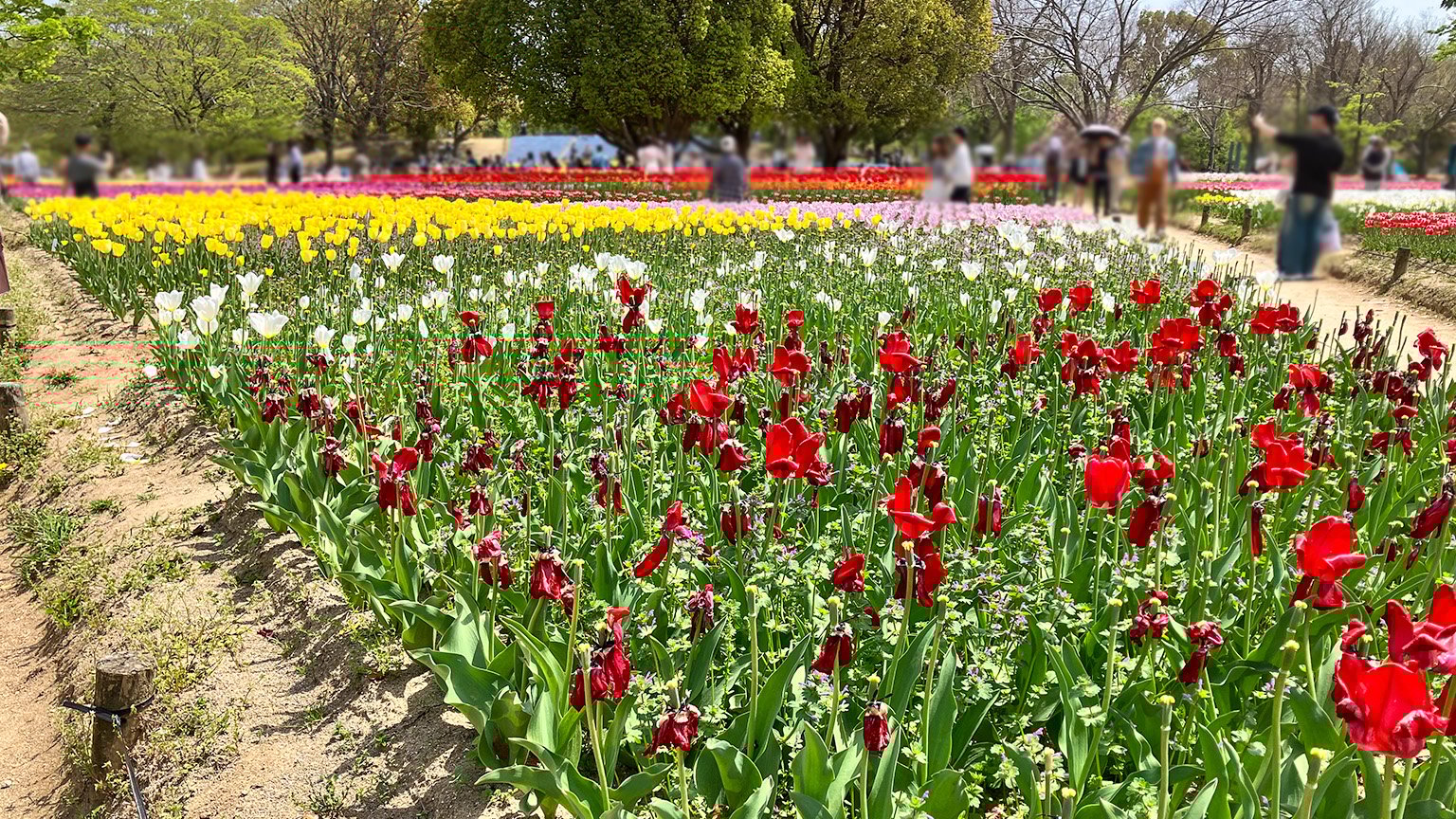 万博記念公園のチューリップの花園のチューリップフェスタの写真