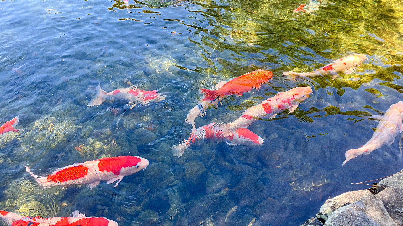栗林公園の鯉の写真